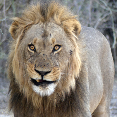 lion face