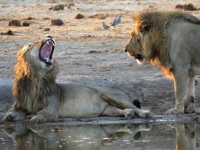 lion open mouth