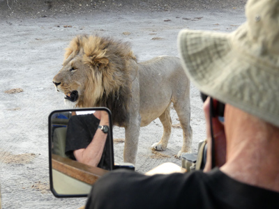 lion near Cliff