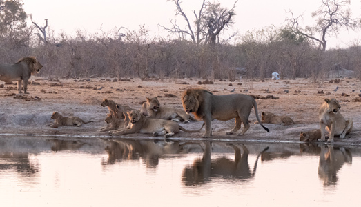lion pride at water