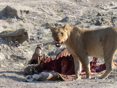 lioness and carcass