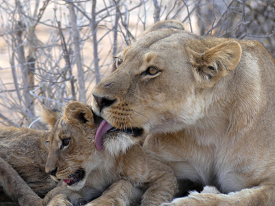 lioness and cub