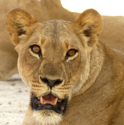 lioness face