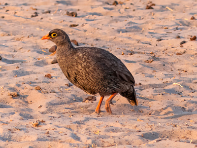 redbilled spurfowl