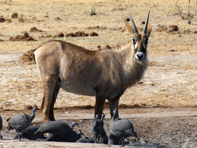 roan antelope