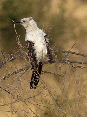 southern pied babbler