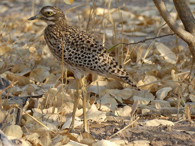 spotted dikkop