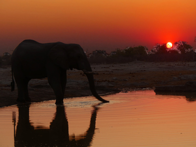 sunset elephant