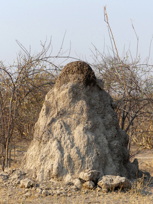 termite mound