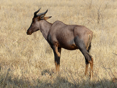 tsessebe