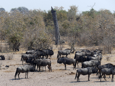 wildebeests