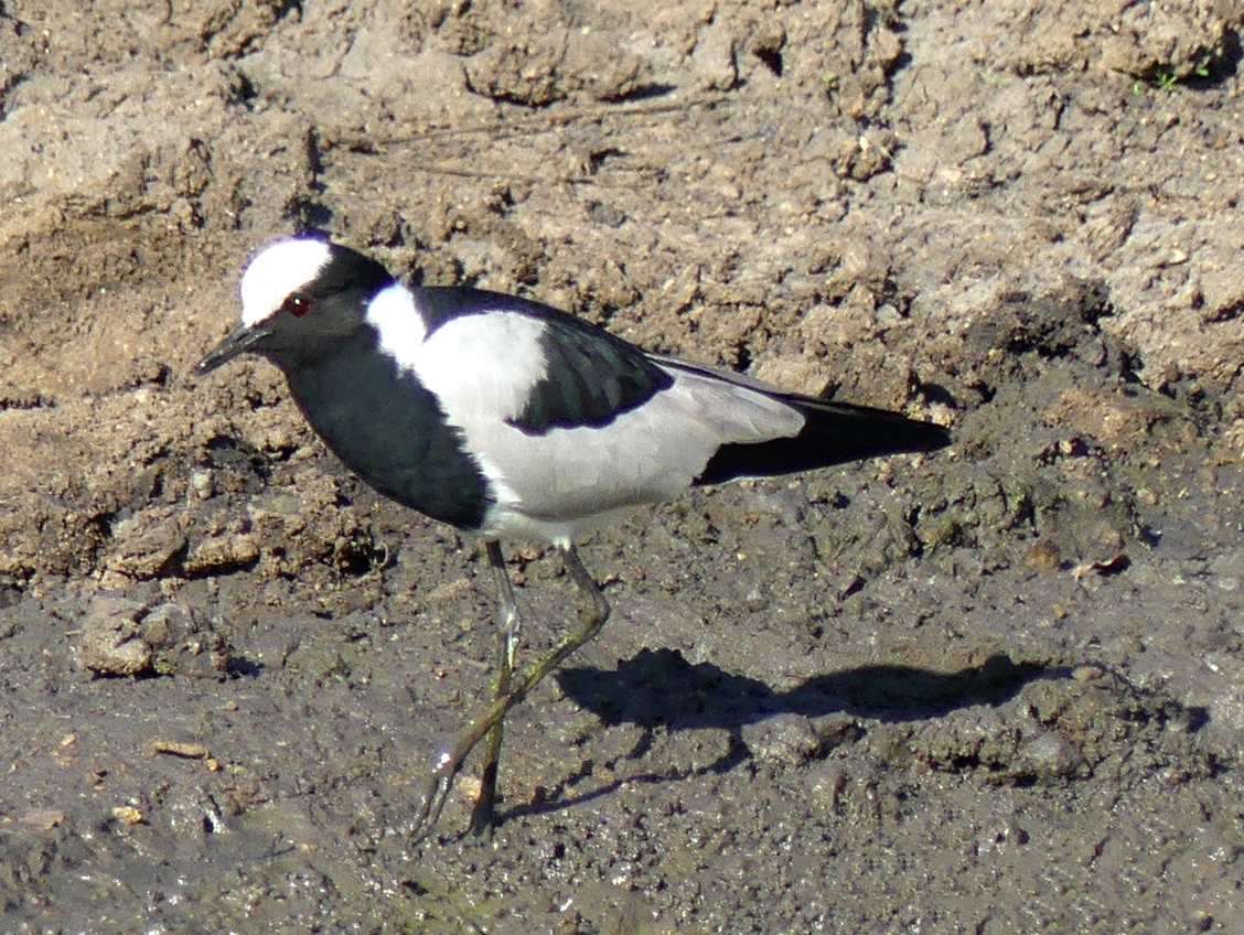 blacksmith lapwing