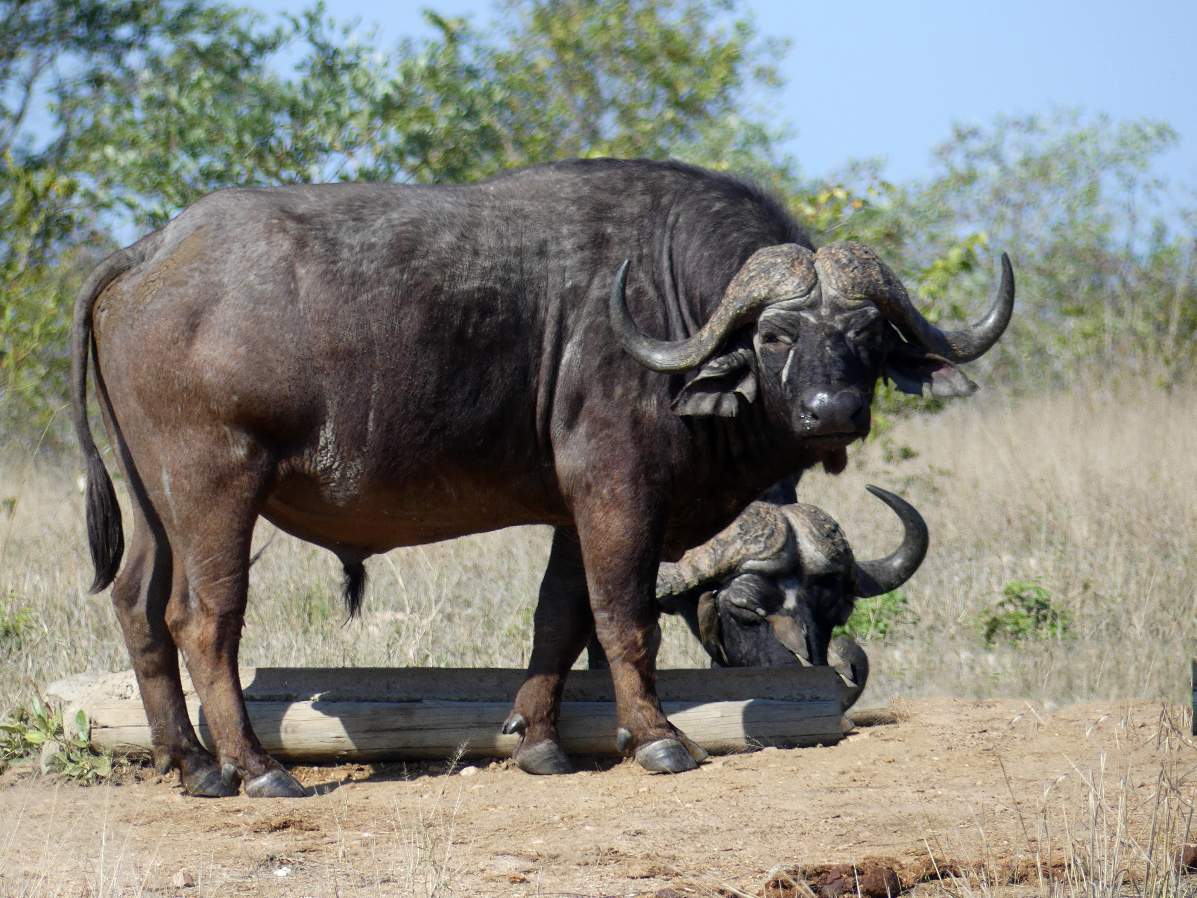 Cape buffalo