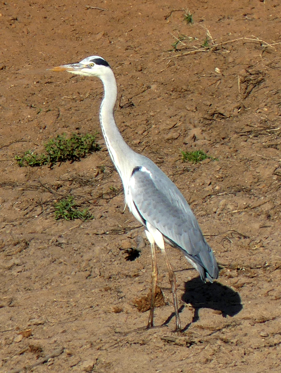 grey heron