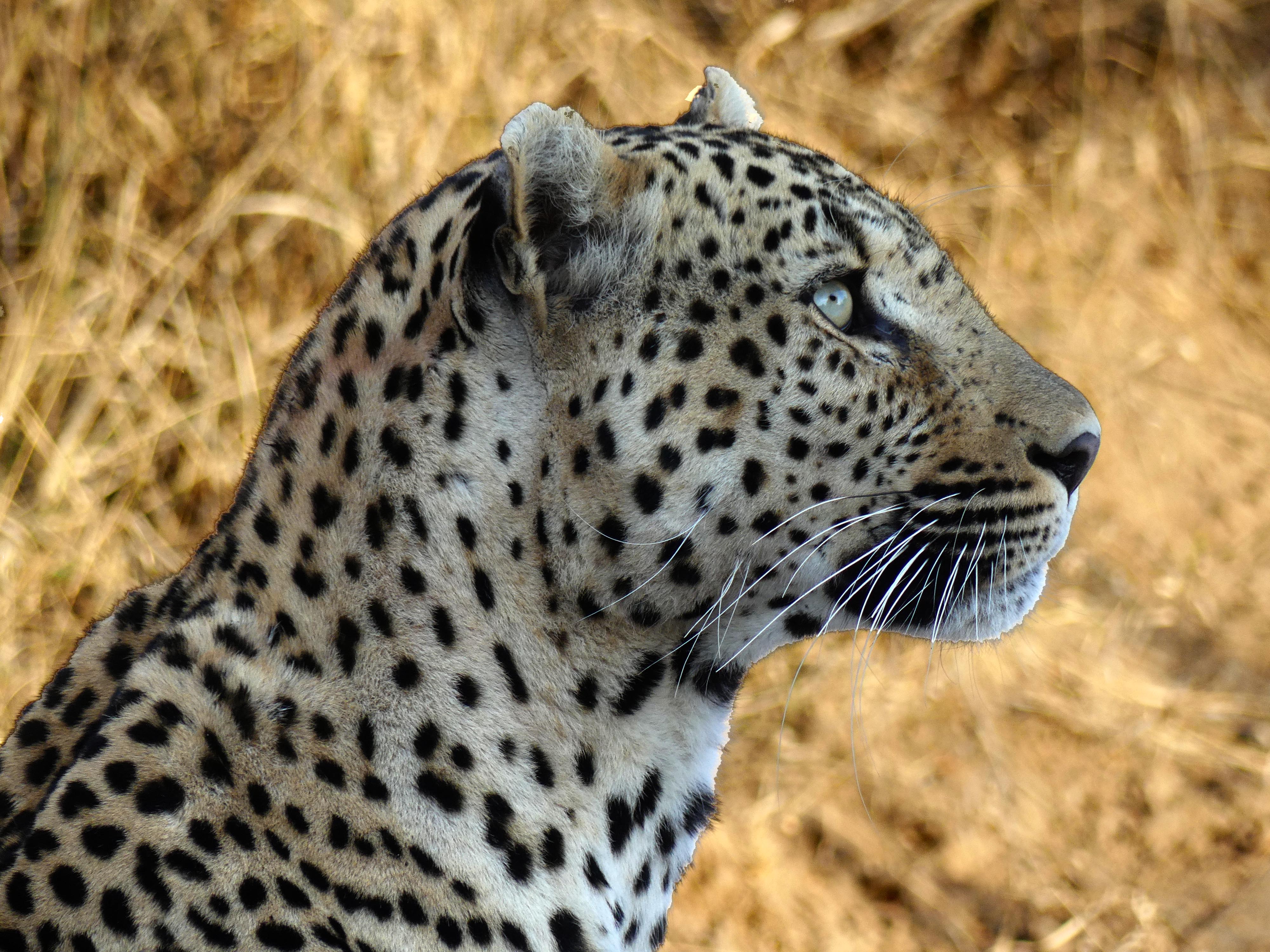 leopard profile