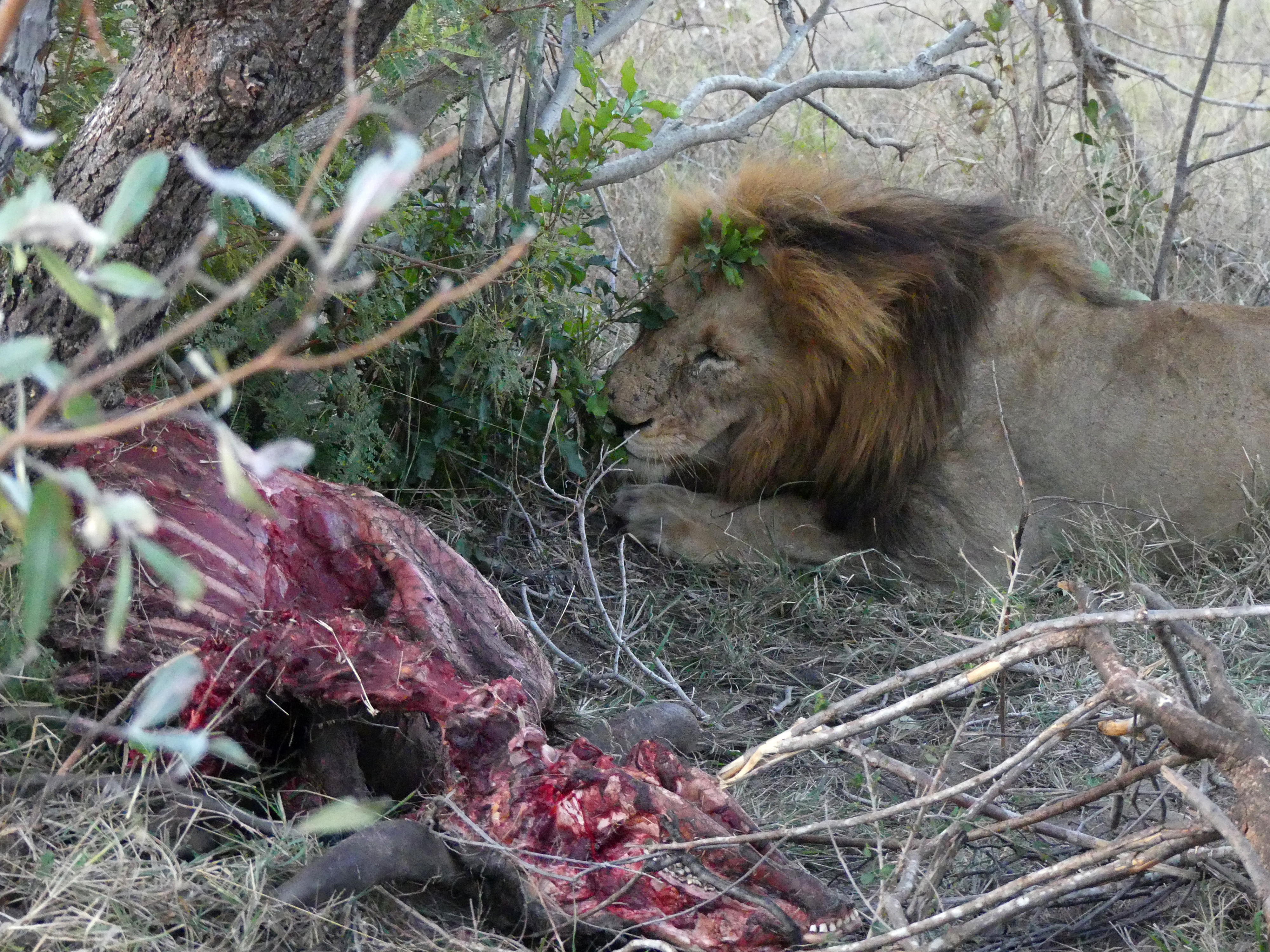 male lion eating