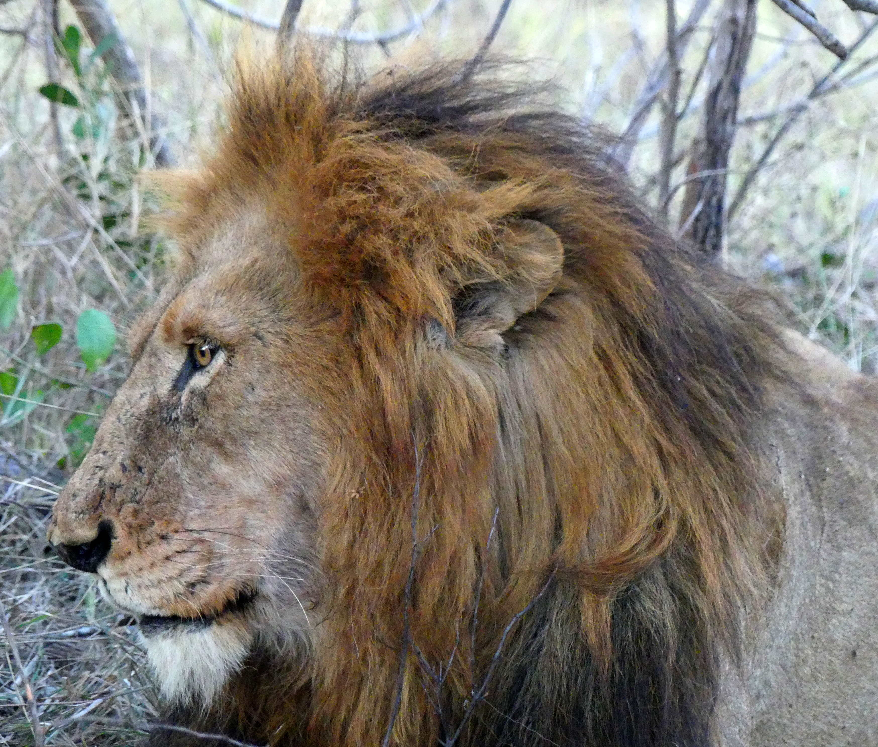 male lion profile