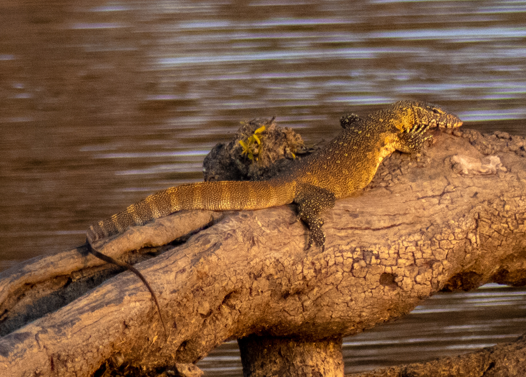 monitor lizard