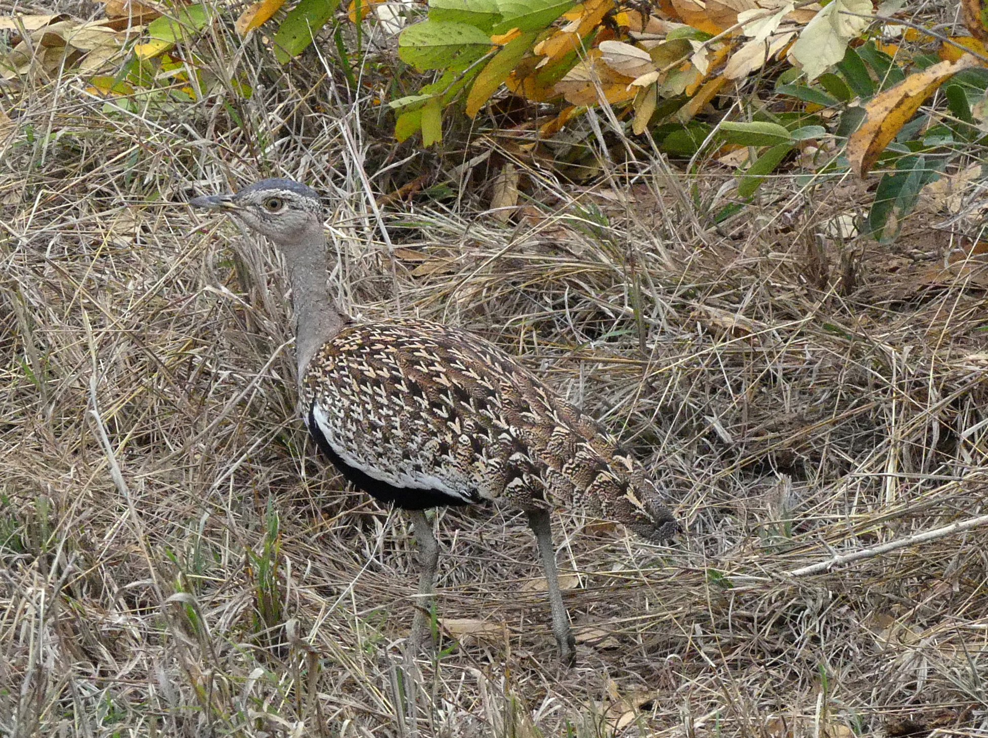 redcrested korhaan