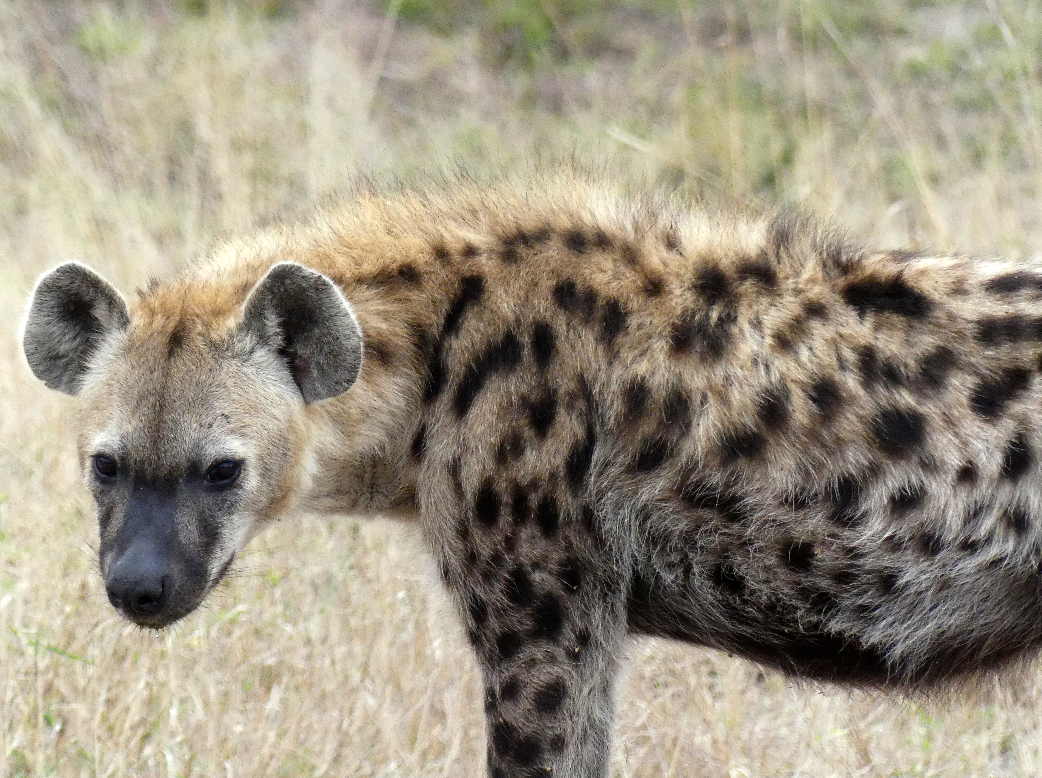 spotted hyena