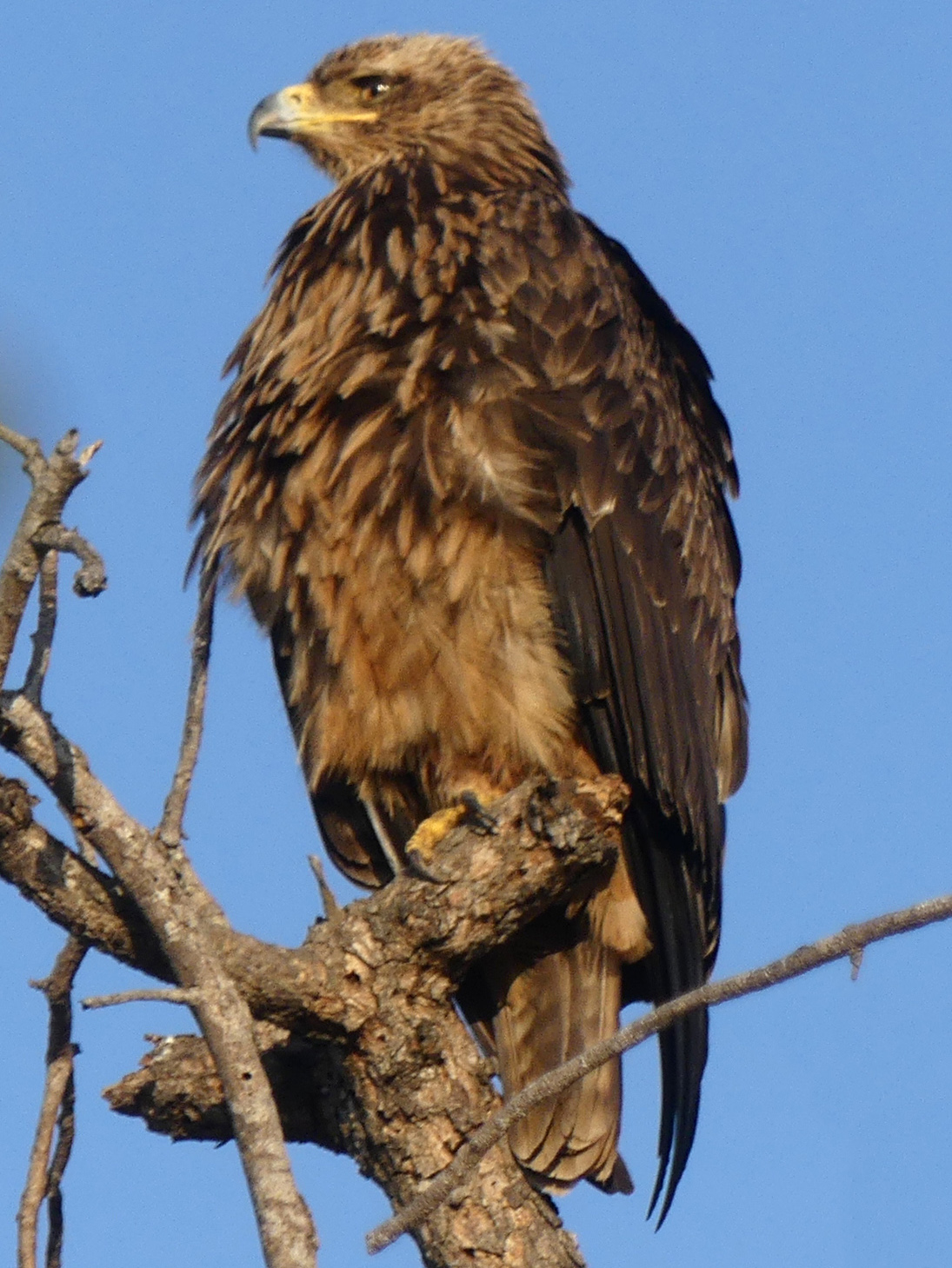 tawny eagle