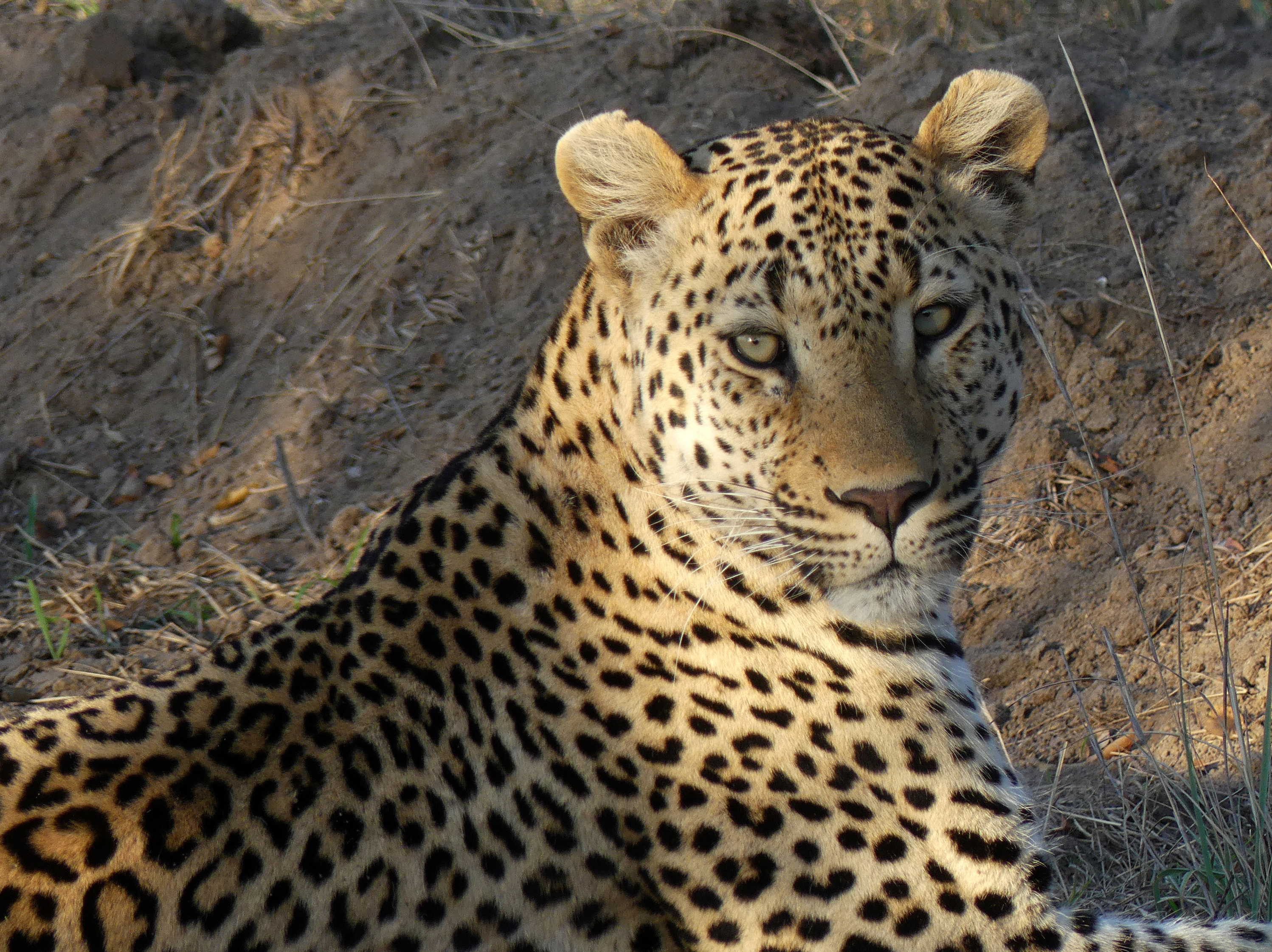 wakened leopard