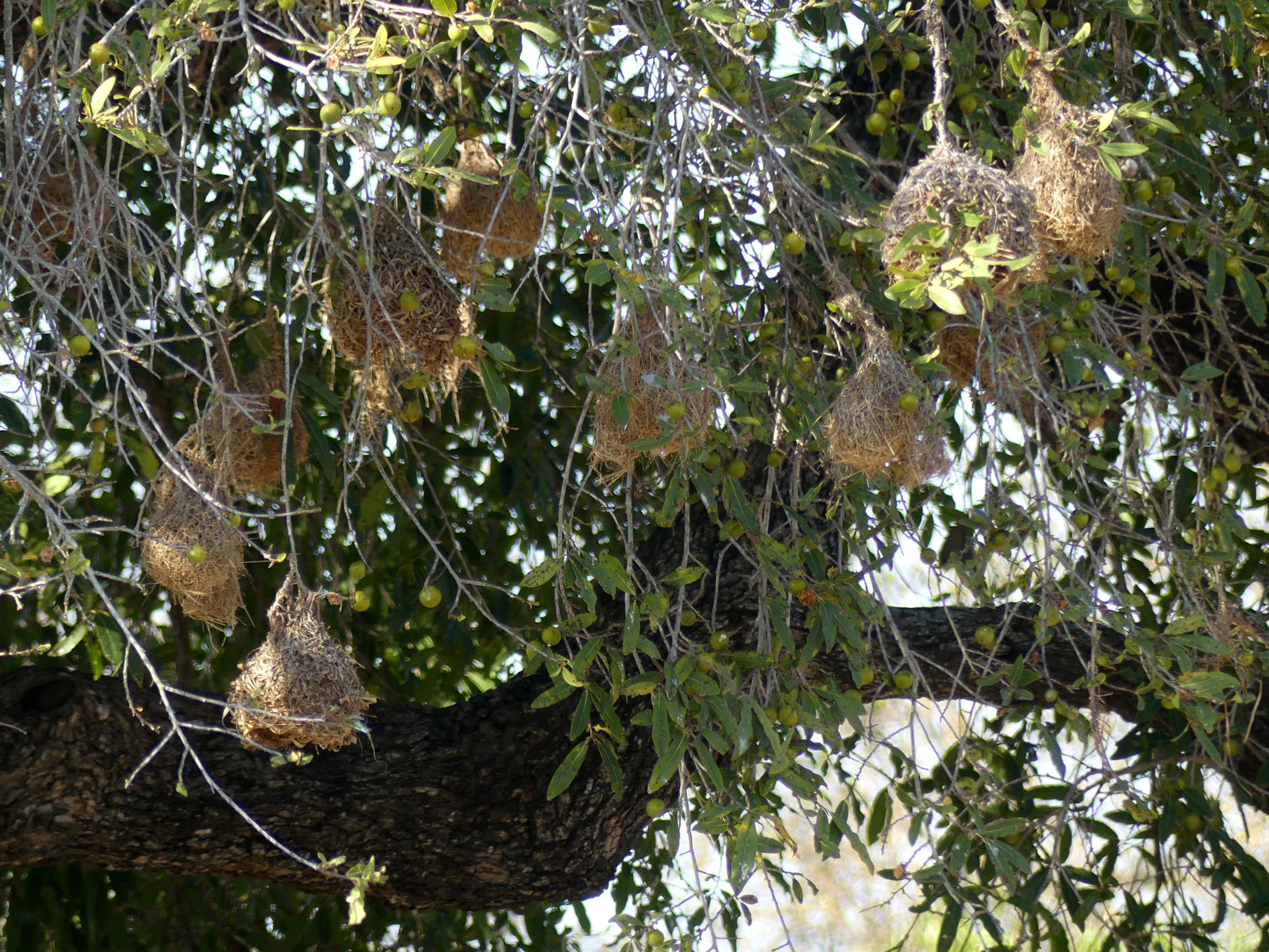 weaver nests