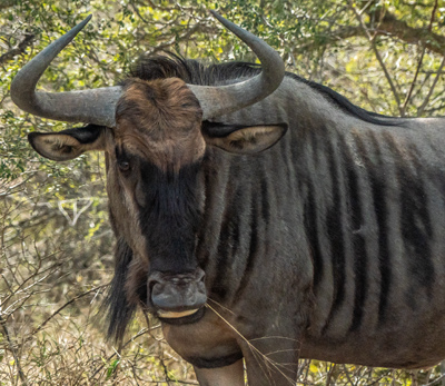 blue wildebeest