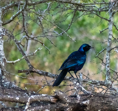 Burchell's starling