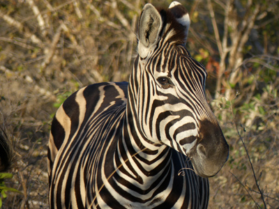 Burchell's zebra