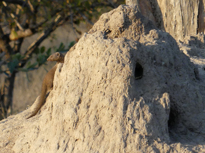 dwarf mongoose