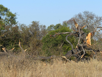 elephant damage