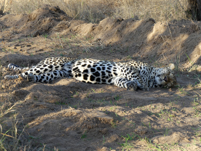 lying leopard