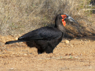 ground hornbill