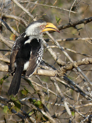 southern yellowbilled hornbill