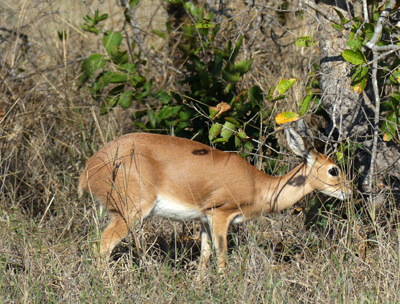 steenbok