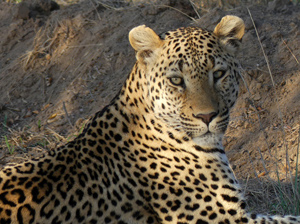 wakened leopard