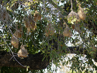 weaver nests