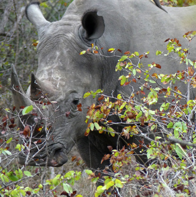 white rhino