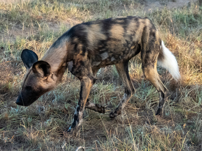 click/tap to play video wild dog sniffing