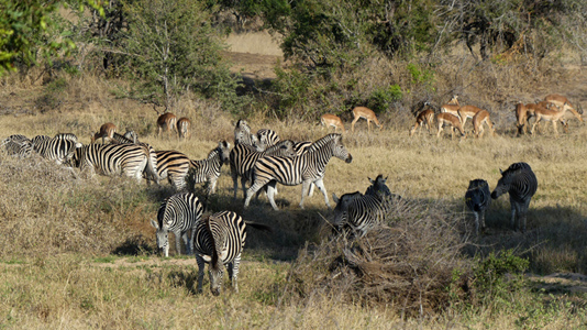 zebra and impala