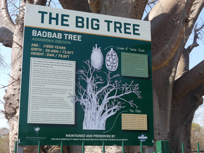 the big tree's sign