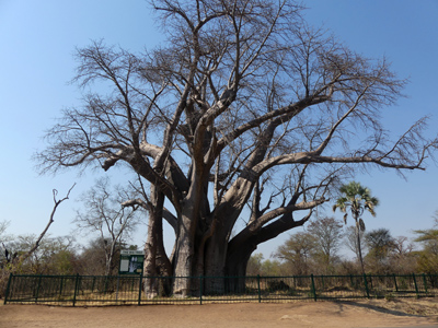 the big tree