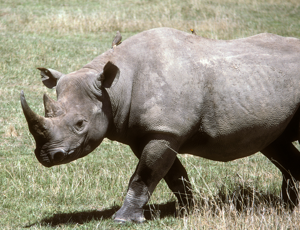 Black Rhino