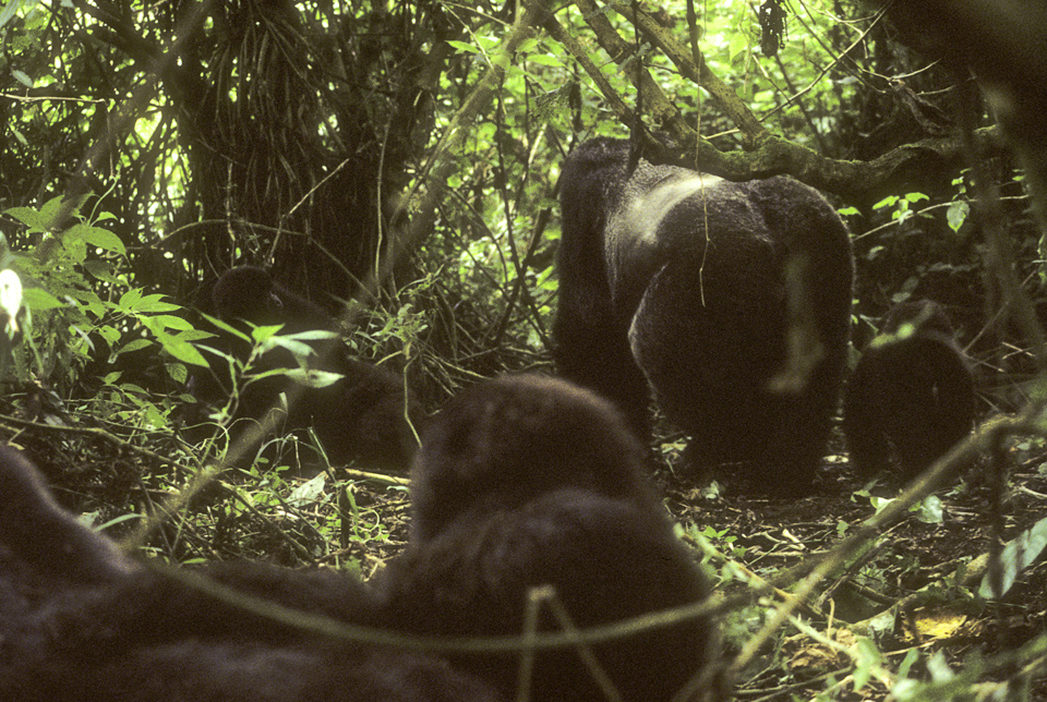 Gorillas
