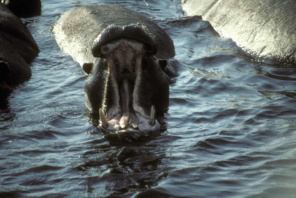 Hippo