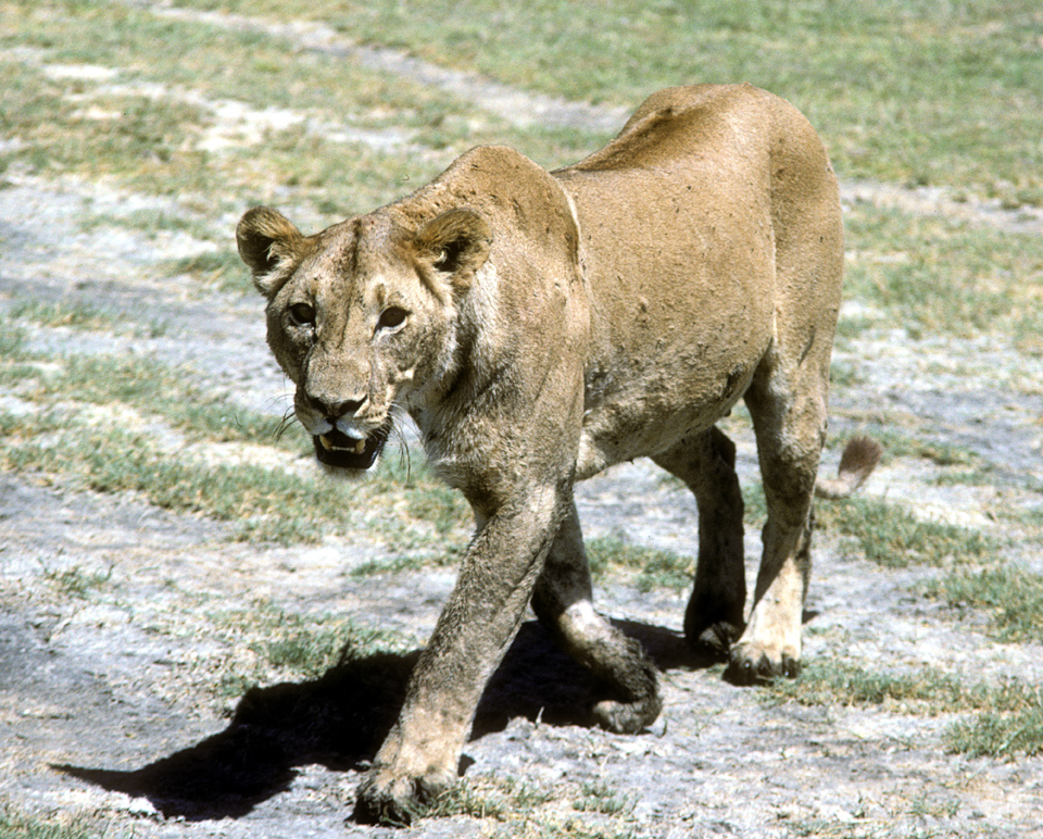 Lioness
