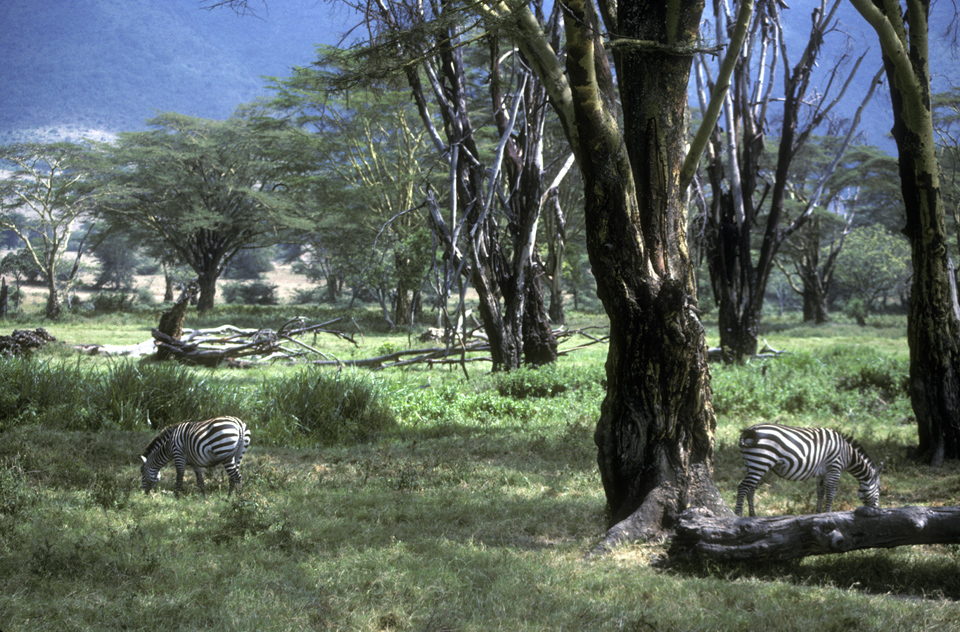 Ngorongoro Crater