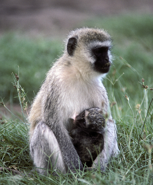 Vervet Monkey