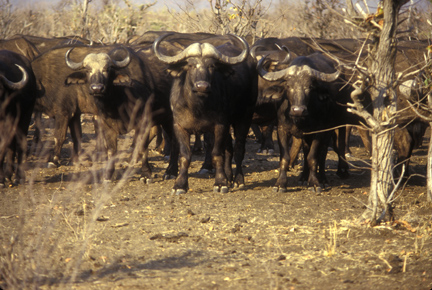 Cape Buffalo